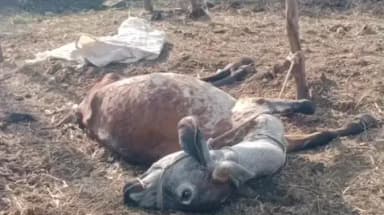 કોડીનાર: મીતીયાઝ ગામે વહેલીહવારે 3 સિહોએ ખેડૂતની દૂજણી ગાયનુ મારણ કર્યુ સરપંચ સહીત ઘટનાસ્થળે પહોચી વનવિભાગ ને જાણ કરાઈ