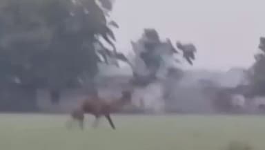 अंजड़: खेतों में भटक कर आया रेगिस्तान का जहाज़ "ऊंट" किसानों के लिए बना सिरदर्द, फसलों को पहुंचा रहा नुकसान