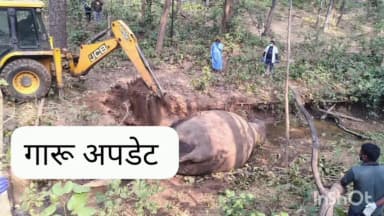 गारू: बारेसार जंगल में जंगली हाथी की मौत, रविवार दोपहर परीक्षण के बाद दफनाया गया