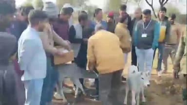 बुहाना: ककराय गांव में 16 बछड़ों की मौत से फैली सनसनी, 11 बछड़ों का उपचार जारी