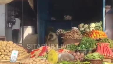 सीतापुर: लंगूरी बंदर की हुई सब्जी की दुकान
#SitapurLive #shortsreels