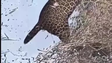 देेवगढ़: देवगढ़ के जीवाखेड़ा में कुएं से आई दुर्गंध, खुला पैंथर की मौत का राज