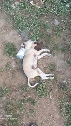 વલસાડ: અબ્રામામાં શ્વાન સાથે રિક્ષા અકસ્માતની વાતને લઈ એક જ પરિવાર પર હુમલો. સિટી પોલીસ મથકે ફરિયાદ