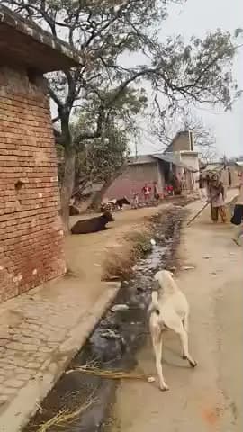 जिनौरा में बुजर्ग आदमी को दिन्धादे भला मारा