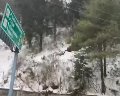 शिमला ग्रामीण: कुफरी में बर्फबारी, सैकड़ों सैलानी उमड़े, जाम की समस्या से लोग परेशान