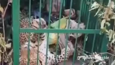 ओखलकांडा: ओखलकांडा ब्लॉक के ग्राम पंचायत चमोली के चिलवाल गाजा में एक और तेंदुआ पिंजरे में फंसा