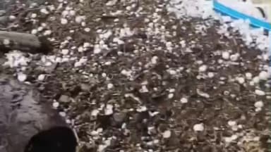 मोहन बड़ोदिया: मोहन बड़ोदिया क्षेत्र में तेज बारिश और ओलावृष्टि, किसानों की फसल को नुकसान की आशंका