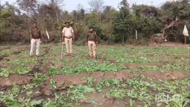 शेरघाटी: शेरघाटी अनुमंडल: आमस पुलिस ने 2 एकड़ 7 डिसमिस ज़मीन पर अफीम की फसल नष्ट की