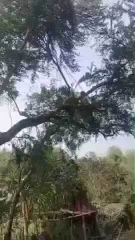 बरहरा: बड़हरा कोठी प्रखंड के हरिराही और ओराही सब पॉवर स्टेशन से क्षेत्र में बिजली सेवा रहेगी बाधित