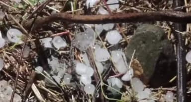 इछावर: जिले के जावर और मेहतवाड़ा में भारी ओलावृष्टि, फसलों को नुकसान, किसान चिंतित