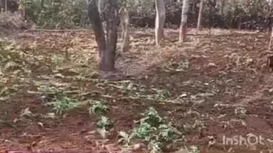 हेरहंज: पुलिस ने सेरेंनदाग पंचायत में वन भूमि पर लगी 6 एकड़ अफीम की खेती को किया नष्ट