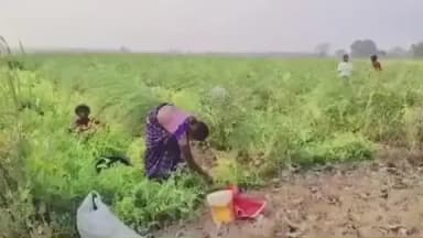 बसिया: बसिया में मटर की खेती से किसान बन रहे हैं आत्मनिर्भर