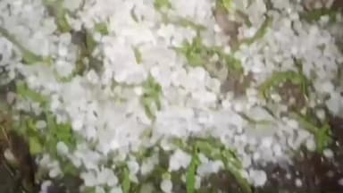 बहादुरपुर: बहादुरपुर तहसील के औंडेर-नरखेडा और आसपास के गांवों में ओलावृष्टि