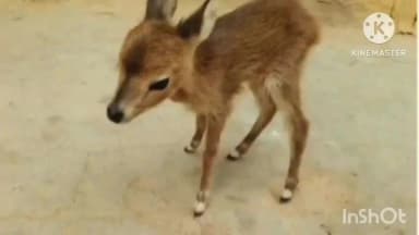 पोड़ी उपरोड़ा: बकरियों के झुंड के साथ हिरण का बच्चा भूलसी भवना गांव पहुंचा, वन विभाग ने रेस्क्यू कर जंगल में छोड़ा और झुंड से मिलाया