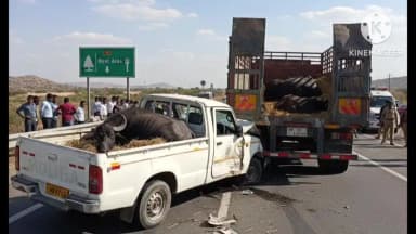 अटेली: अटेली रेस्ट एरिया के पास ट्राला चालक द्वारा अचानक ब्रेक लगाने से पिकअप ट्राले से टकराई, भैंस और कटड़े की मौत