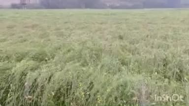 डबरा में मौसम बदलने से हुई बारिश, सरसों की फसल को नुकसान, गेहूं को फायदा