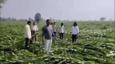 हंडिया: हरदा के पचोला गांव में बारिश से किसानों की फसल खराब, प्रदेश सरकार से मुआवजे की मांग