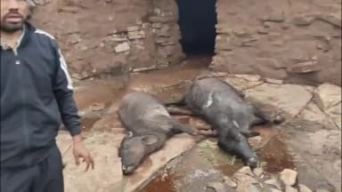 जौरा: ग्राम चंदपुरा में आकाशीय बिजली गिरने से किसान के तीन पालतू पशुओं की दर्दनाक मौत