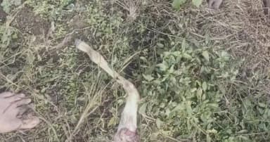 सीहोर: जिले के ग्राम आलमपुरा में बाघ की हलचल, वन विभाग को दी सूचना, जांच में जुटा