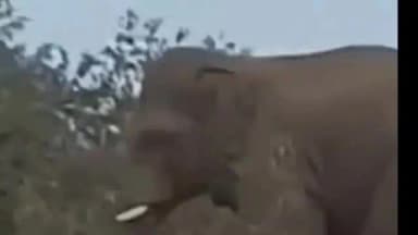 सिमरिया: नवोदय विद्यालय के पास जंगली हाथी का हमला, एक मजदूर की मौत, दो गंभीर