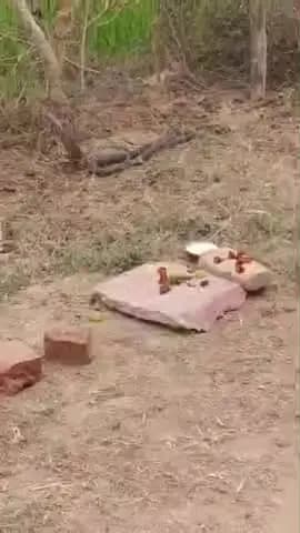 सवायजपुर: भरखनी क्षेत्र में सड़क किनारे सांप दिखने से मची हलचल, आस्था से जोड़कर लोगों ने शुरू की पूजा