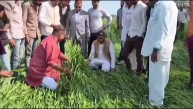 झारडा: विधायक दिनेश बोस कृषि एवं राजस्व अमले के साथ बिगड़ी फसल का जायजा लेने निकले