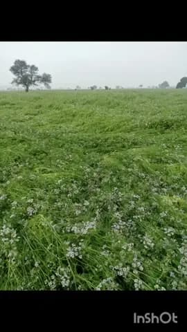 छीपाबड़ोद: छीपाबड़ौद में हुई ओलावृष्टि और भारी बारिश से फसलों को नुकसान को लेकर विधायक सिंघवी ने मुख्यमंत्री को लिखा पत्र