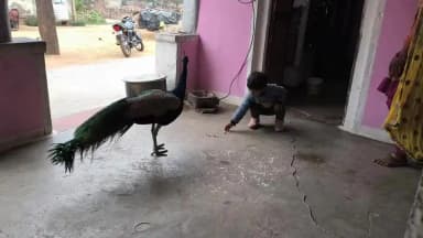 राष्ट्यपक्षी मोर दाना चुगने आए घर पर