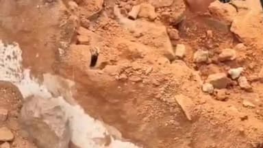 नरवर: गणेश बाजार में चूहा खाने के बाद घर में निकला सेंड बोया सांप, सर्प मित्र सलमान पठान ने किया रेस्क्यू