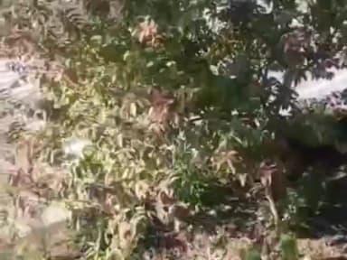 डेहर: उपमंडल सुंदरनगर के हराबाग फोरलेन क्षेत्र में कार चालक को स्टंट करना पड़ा महंगा, पुलिस ने काटा ₹18500 का चालान