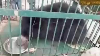 बसिया: बसिया के निनई गांव में कुएं में गिरे घायल जंगली भालू को रेस्क्यू टीम ने रांची पहुंचाया