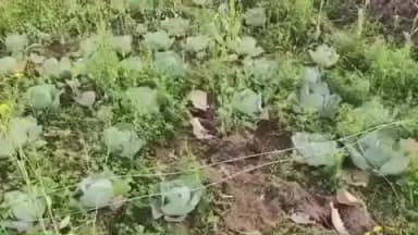 भरनो: भरनों प्रखंड क्षेत्र में ठंड से सब्जी की फसलों को हुआ भारी नुकसान