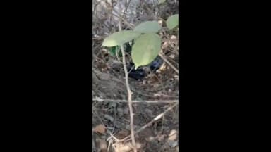 સાવલી: પાણી વગરની કેનાલમાં પાંદડા ઝાડી ઝાંખરા નીચે સંતાડી રાખેલો શરાબનો જથ્થો ઝડપાયો,પોલીસને જોઈ એક શખ્સ ફરાર