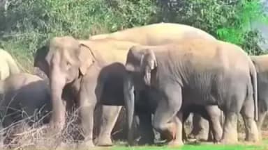 भरनो: भरनो प्रखंड क्षेत्र में 22 जंगली हाथियों के आने से ग्रामीणों में दहशत