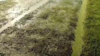 ভাতার: প্রচন্ড ঠান্ডায় বোরো ধানের বীজ নষ্ট হয়ে গেছে, সমস্যায় ভাতার ব্লকের চাষিরা