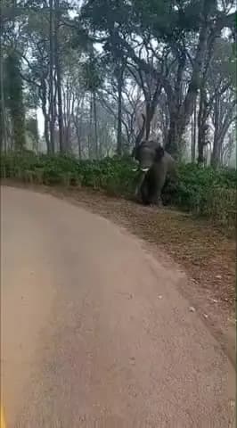 ವಿರಾಜಪೇಟೆ: ಬಾಡಗ ಬಾಣಂಗಾಲದಲ್ಲಿ ಶಾಲಾ ವಾಹನವನ್ನು ಅಟ್ಟಿಸಿ ಬಂದ ಒಂಟಿ ಸಲಗ