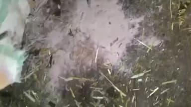 पथरिया: नरसिंहगढ़ गौशाला में तड़पकर मर रहे गौवंश, प्रशासनिक लापरवाही उजागर