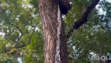 सिमरी: दुनिया का आठवां अजूबा : डुमरी में नीम के पेड़ से निकल रहा दूध जैसा तरल प्रदार्थ, प्रसाद के रूप में सेवन कर रहे ग्रामीण