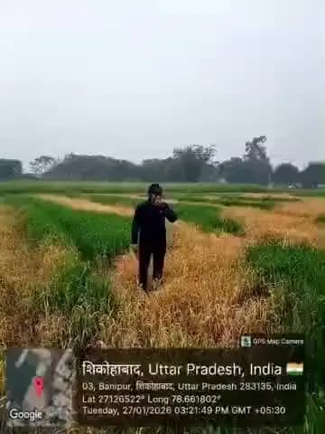 सेवा में,
माननीय मुख्यमंत्री महोदय,
उत्तर प्रदेश सरकार,
लखनऊ।
विषय: बाजरा एवं गेहूं की फसल को बार-बार