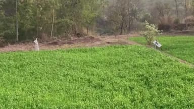 नालागढ़: नालागढ़ के चंगर-रामशहर में जंगली जानवरों का आतंक, सैकड़ों बीघा गेहूं, सरसों और नगदी फसलें बर्बाद, किसान आर्थिक संकट में