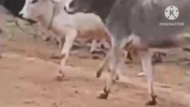 खानपुर: खानपुर क्षेत्र के बन्या गाँव में पैंथर ने भैंसों के झुंड व कुत्तों को बनाया शिकार, गांव में बना दहशत का माहौल