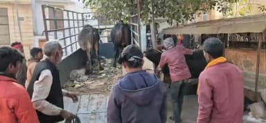 मूंडवा: मूंडवा में निर्भीक घूमने वाले गोवंशों को पकड़ा गया