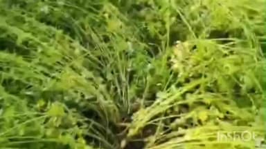 बमोरी: बमोरी क्षेत्र में ओलावृष्टि से फसलों को नुकसान, किसानों ने सर्वे कर उचित मुआवज़ा देने की मांग की