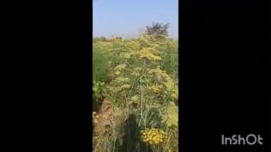 मनावर: मनावर, उमरबन और गंधवानी में सौंफ की खेती किसानों की बनी पसंद, कम जमीन में ज्यादा मुनाफा