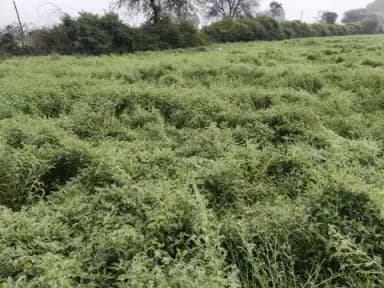 बड़गांव में तेज हवा से आड़ी पड़ी चने की फसल