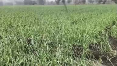 बागली: बागली क्षेत्र में प्राकृतिक आपदा से फसलों के नुकसान का आकलन करने किसानों के खेत पहुंचे अधिकारी