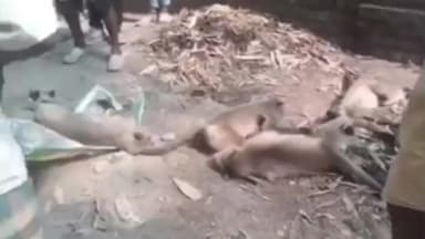 জলঙ্গি: সাগরপাড়ার পোল্লাগাড়ি এলাকায় একসঙ্গে ৪টি হনুমানের মৃ'ত্যু। বিষ দিয়ে মেরে দেওয়া হয়েছে,দাবি স্থানীয় বাসিন্দাদের