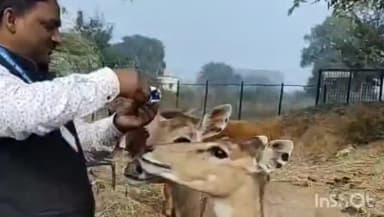 डुमरांव: डुमरांव में नीलगायों को पालतू बनाने की दिशा में चल रहा शोध, सरकार ने पहले शूटर भेजकर मार गिराया था