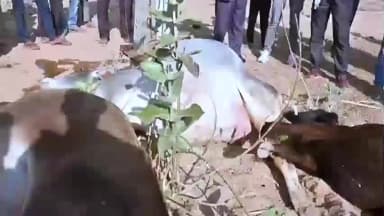 मलसीसर: पिलानी खुर्द में करंट की चपेट में आने से गर्भवती गाय सहित चार गोवंशों की हुई मौत, विद्युत विभाग पर लगे लापरवाही के आरोप