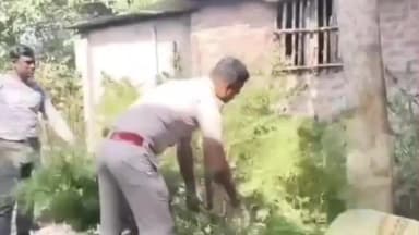 জলঙ্গি: গাঁজার গাছ কেটে আগুনে ভস্ম-"মাদকের কোনও জায়গা নেই সাগরপাড়ায়", কড়া বার্তা সাগর পাড়া থানার পুলিশের